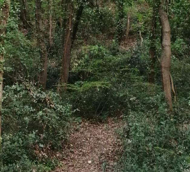 Lecceta di Torino di Sangro