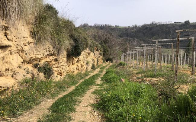 Vigneti e arenaria Tollo