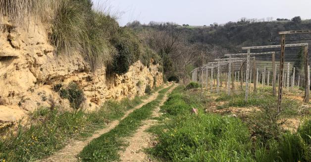 Vigneti e arenaria Tollo