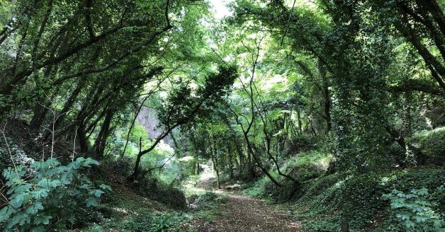 Bosco Grotta delle Farfalle