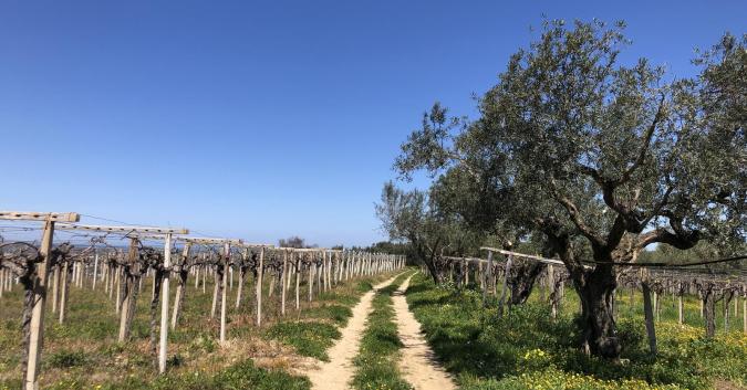Sul percorso lungo i vigneti
