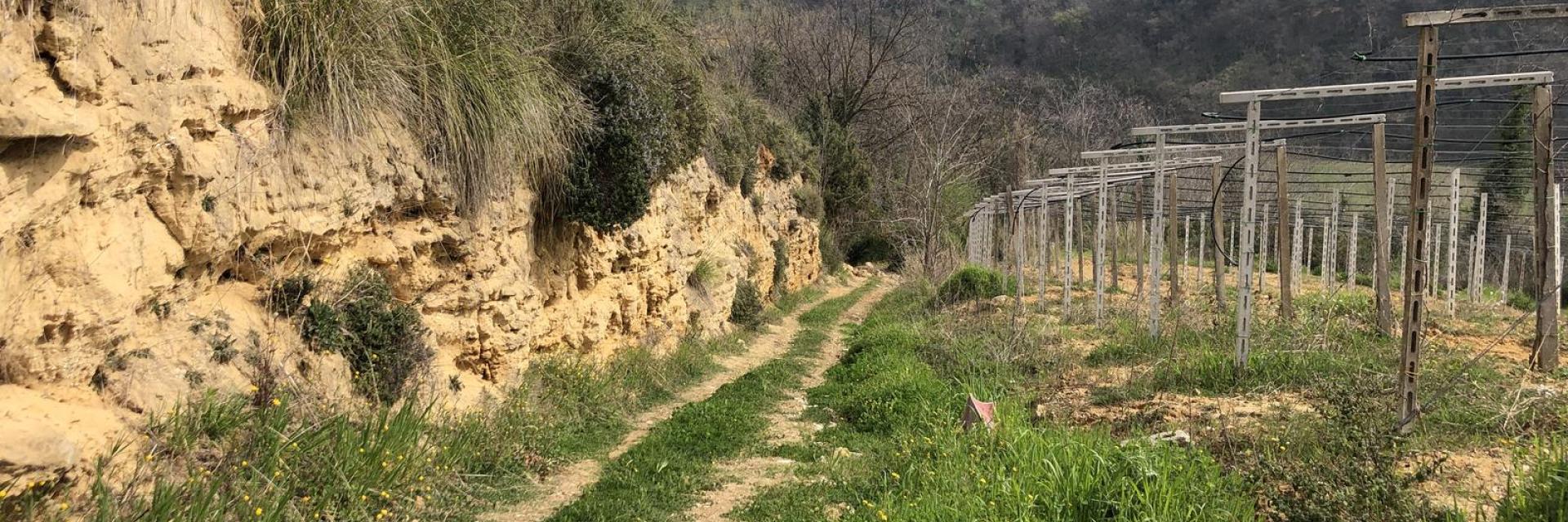 Vigneti e arenaria Tollo