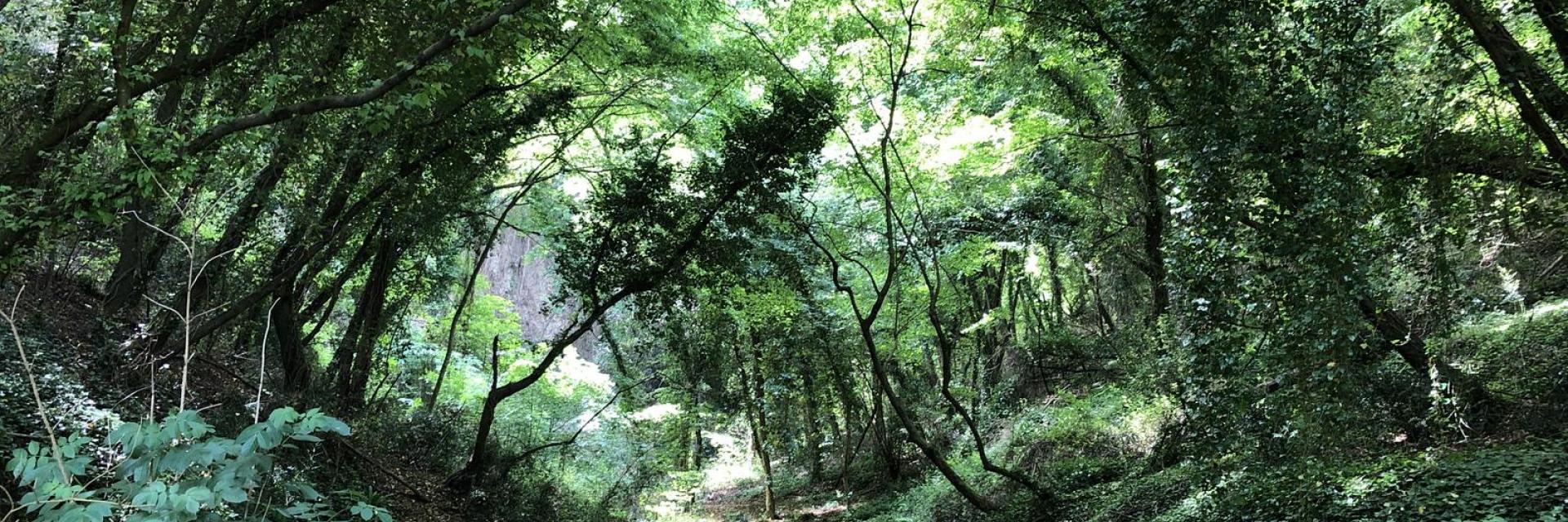 Bosco Grotta delle Farfalle