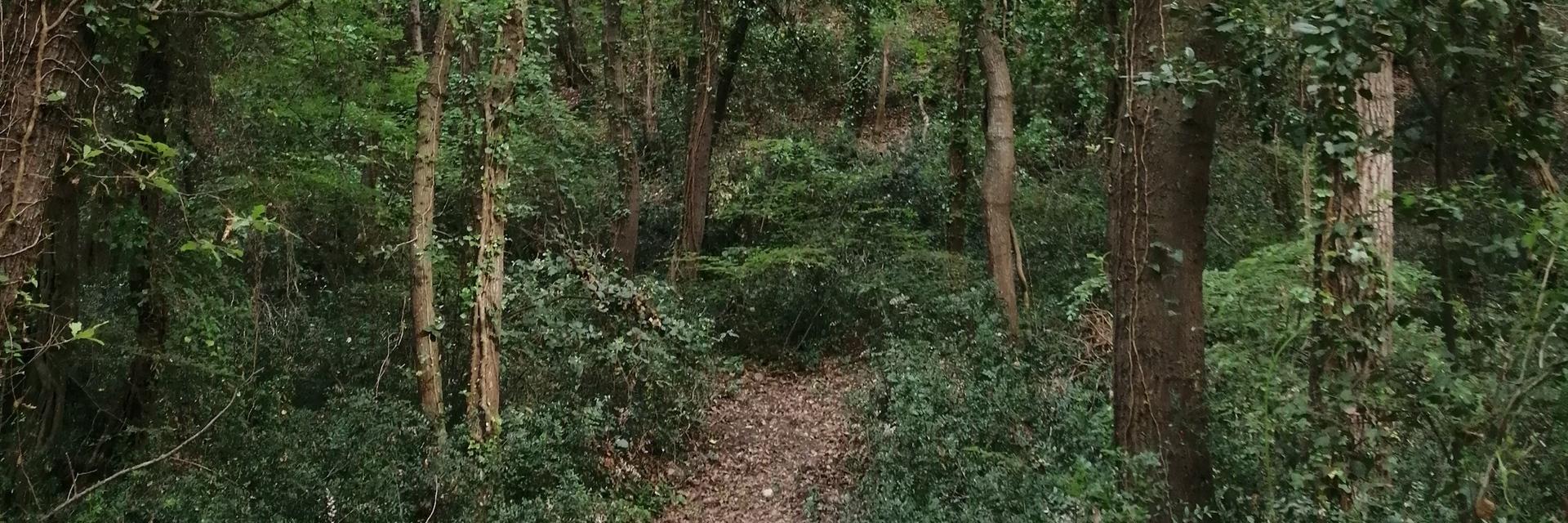 Lecceta di Torino di Sangro