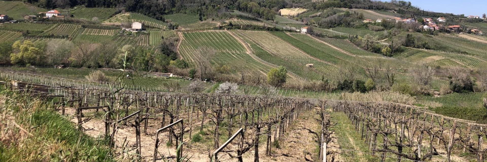 Vigneti Montepulciano d'Abruzzo
